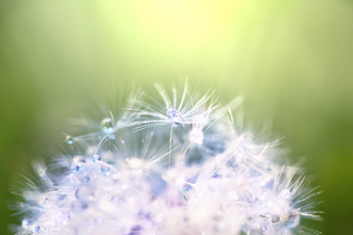 3-piece-aluminium-print-dandelion-xl-in-morning-dew