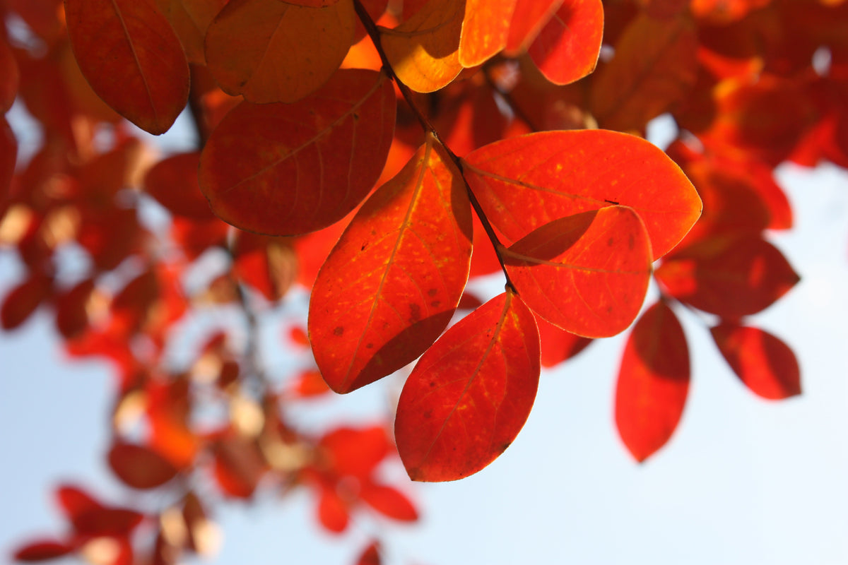 3-piece-acrylic-print-red-leaves-xl