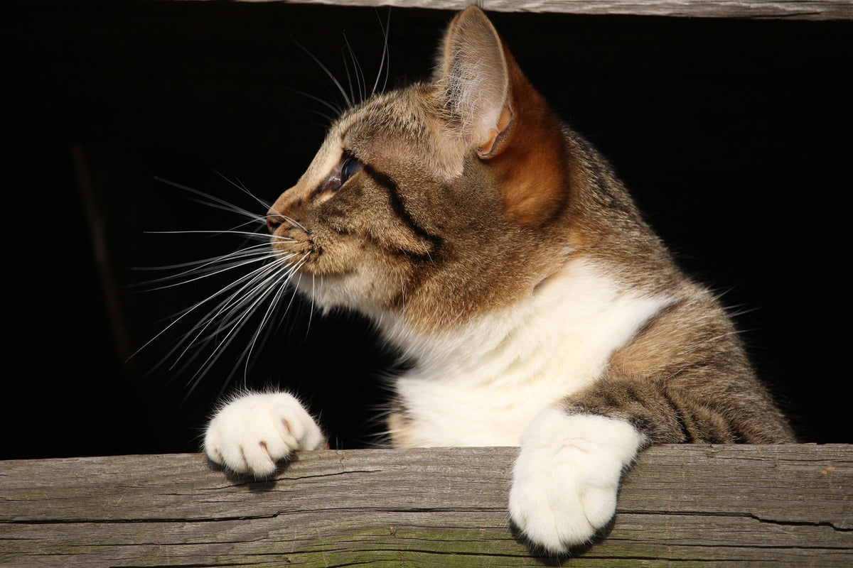 3-piece-canvas-print-xl-cat