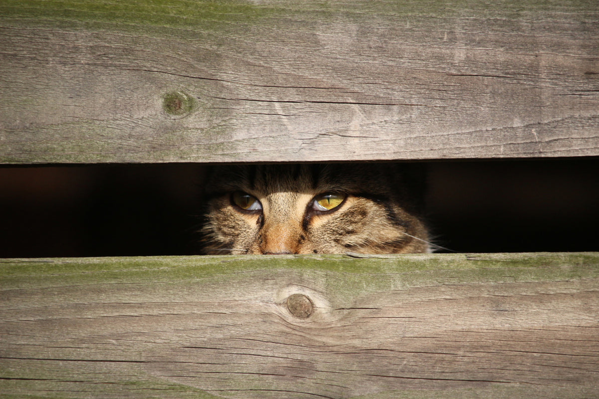 3-piece-aluminium-print-cat-in-hiding