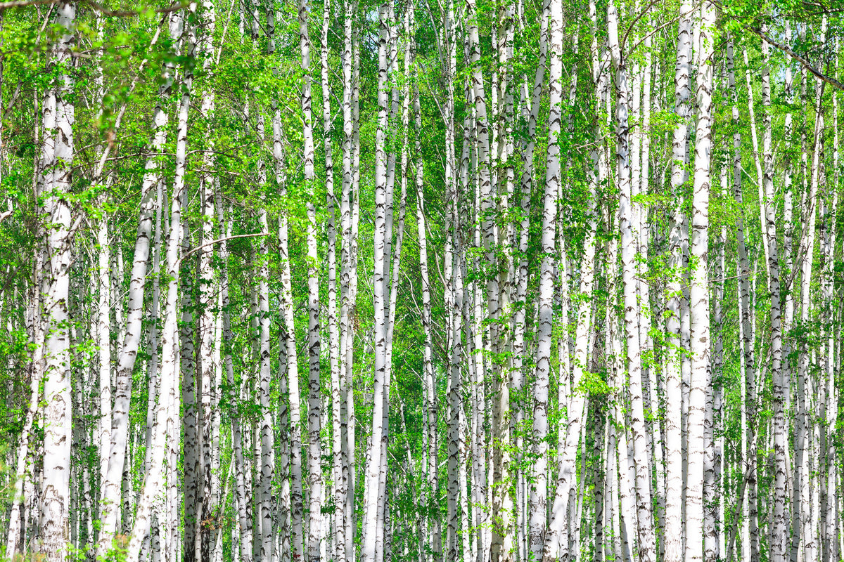 3-piece-acrylic-print-the-birch-forest