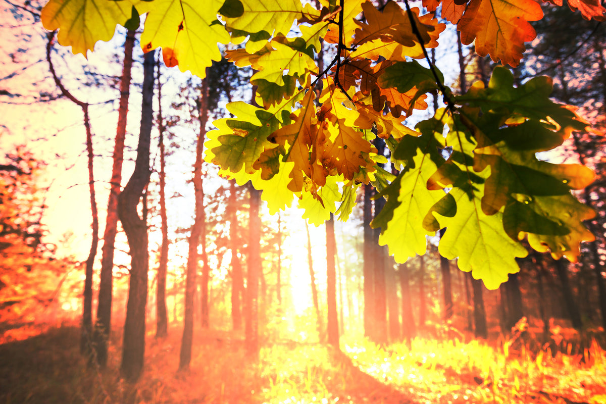 aluminium-print-autumn