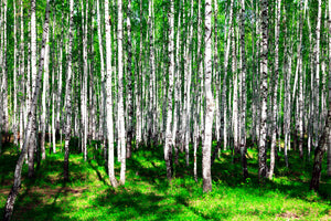 framedposter-print-summerly-birch-forest
