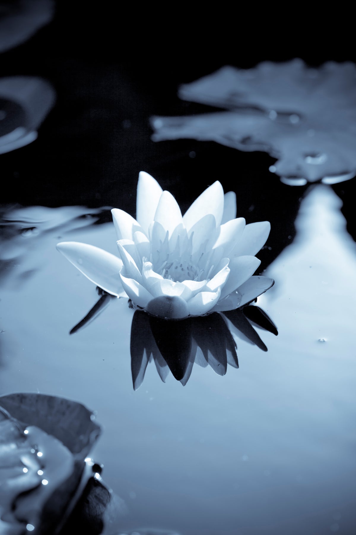 framedposter-print-black-and-white-photograph-waterlily