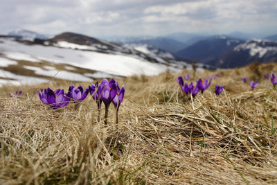 poster-print-purple-crocus