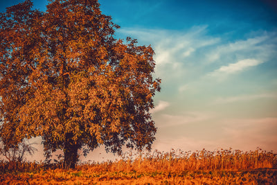 poster-print-the-nut-tree
