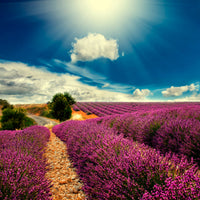 4-piece-aluminium-print-the-lavender-valley
