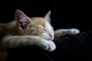 framedposter-print-lazy-cat