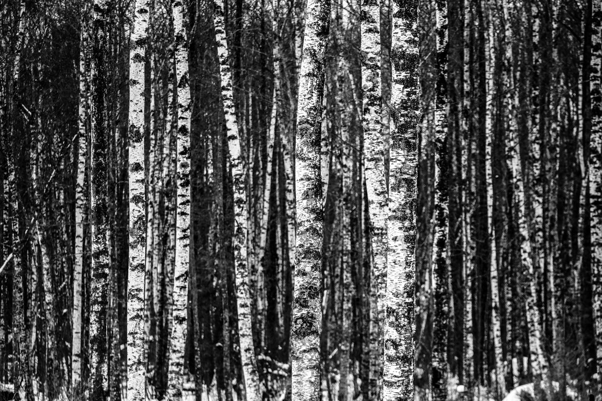 modern-3-piece-acrylic-print-many-birches-xl