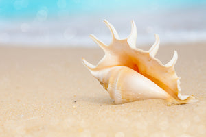 framedcanvas-print-the-shell-on-the-beach