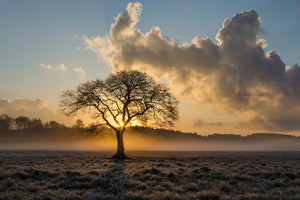 framedcanvas-print-a-lonely-tree