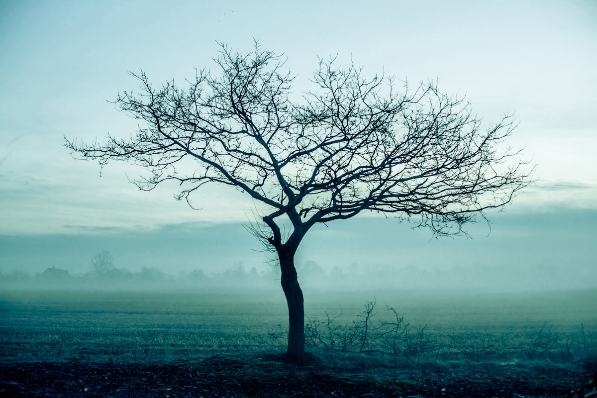 3-piece-aluminium-print-the-magic-tree