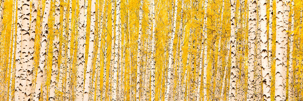 panoramic-3-piece-aluminium-print-the-birch-forest-in-autumn-panorama