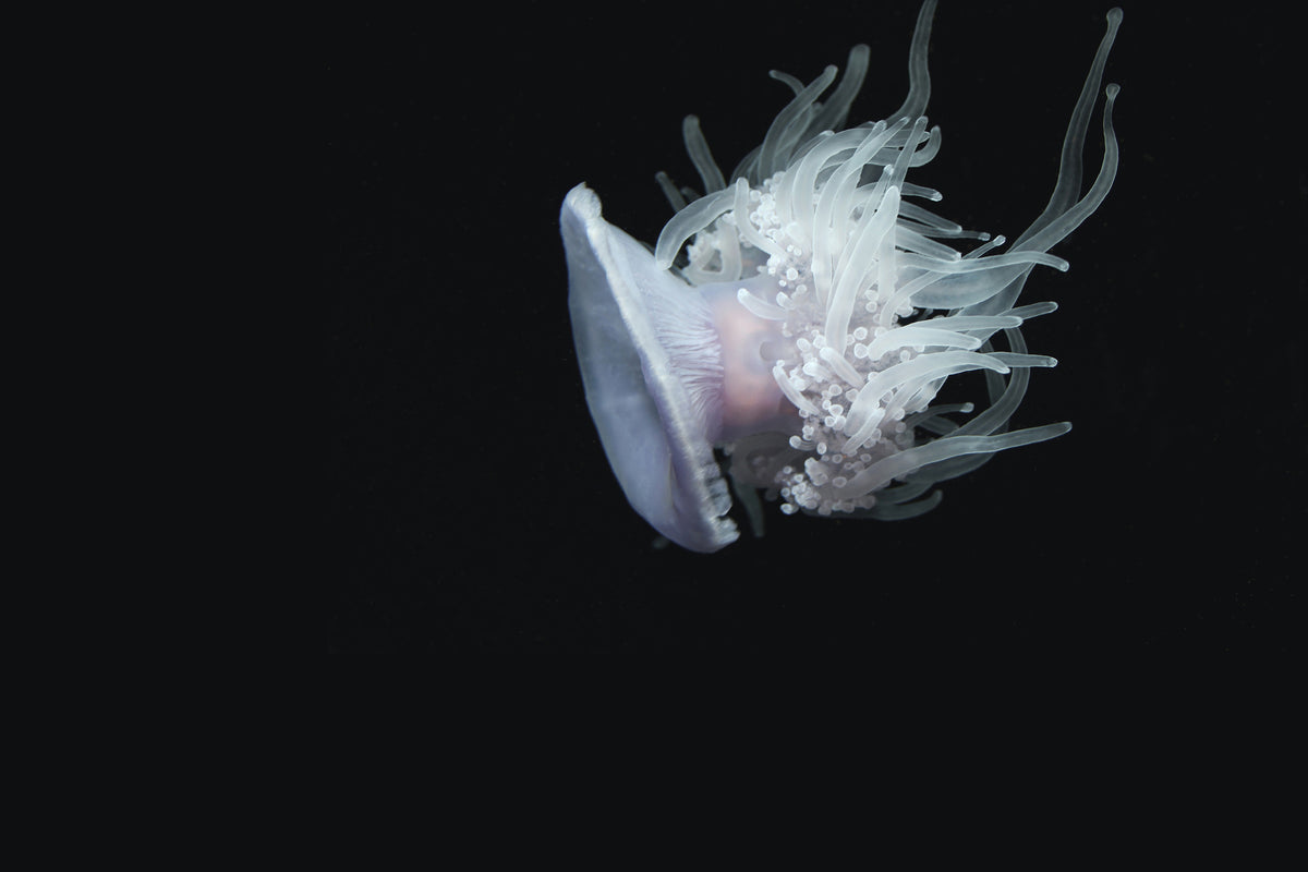 framedposter-print-fascinating-jellyfish-xl