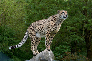 poster-print-cheetah-on-the-go