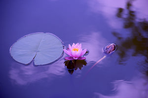 poster-print-lotus-flower