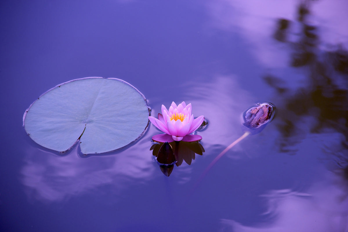 poster-print-lotus-flower
