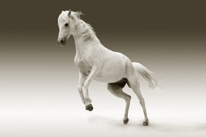 acrylic-print-the-proud-mare