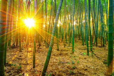 poster-print-bamboos
