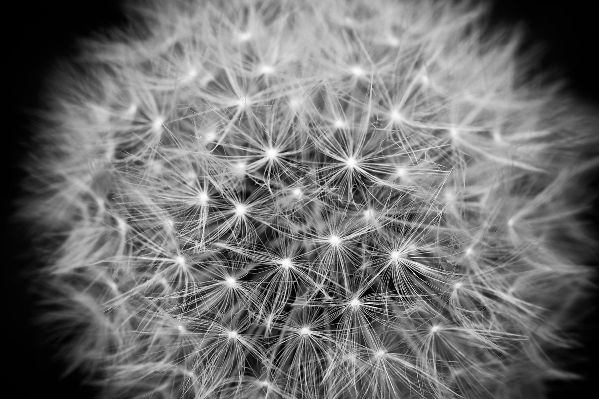 3-piece-acrylic-print-dandelion-in-xxl