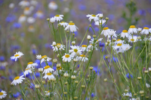 3-piece-canvas-print-wild-flower-meadow