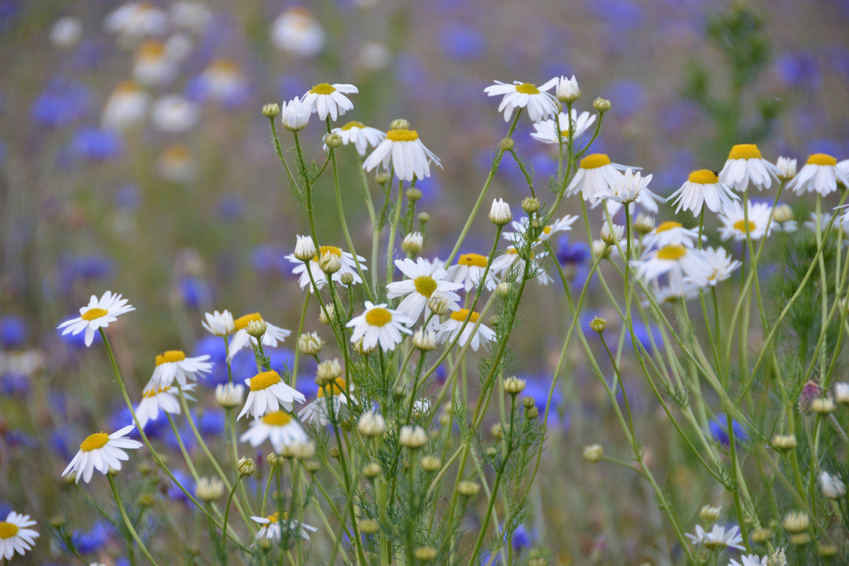 3-piece-canvas-print-wild-flower-meadow