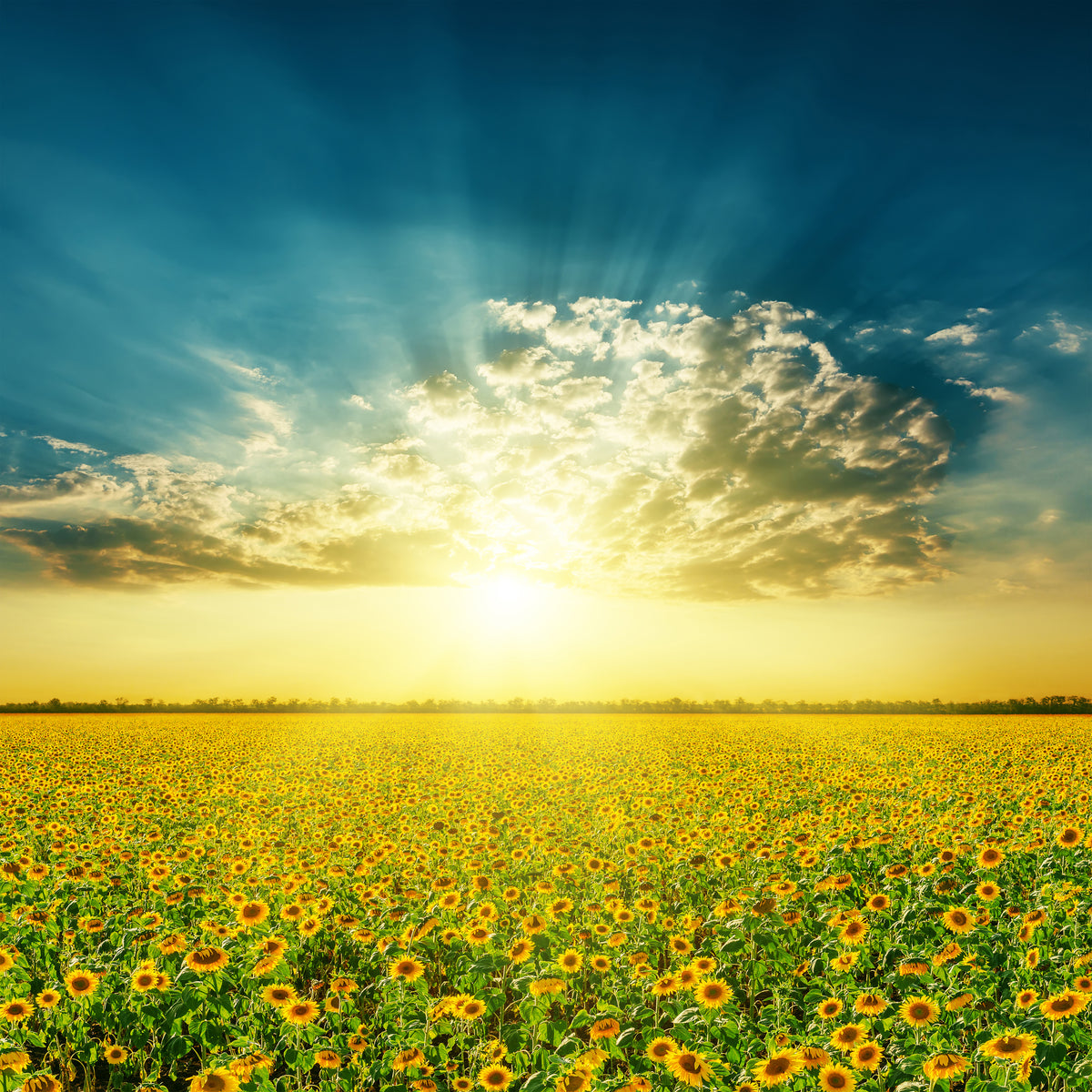 9-piece-aluminium-print-sunflowers-in-the-evening-sun
