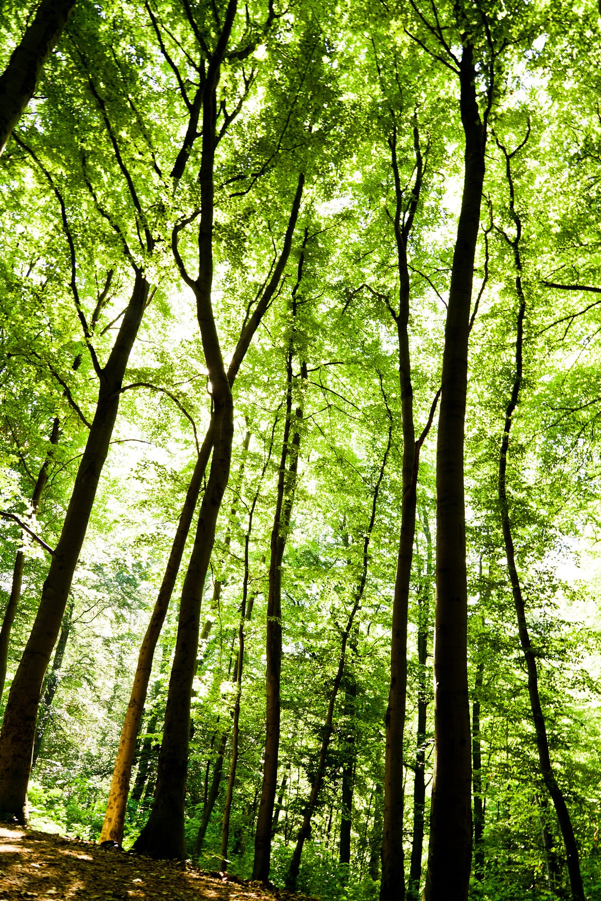 framedcanvas-print-forest