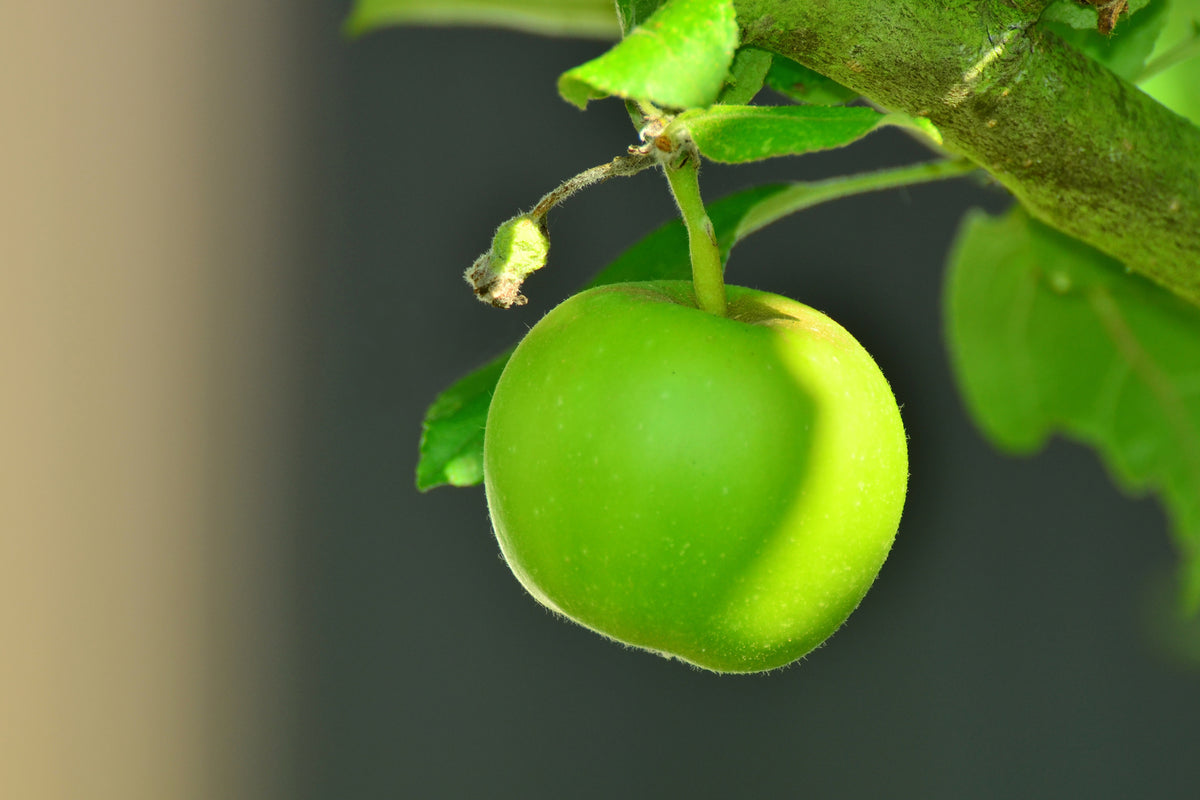 3-piece-aluminium-print-green-apple
