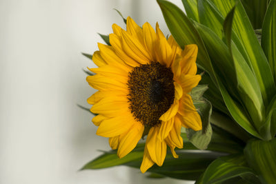 poster-print-beautiful-sunflower
