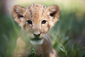 canvas-print-lion-baby