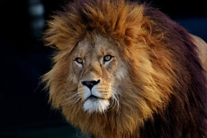 3-piece-canvas-print-attention-lion