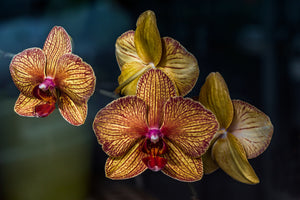3-piece-aluminium-print-orchidaceae