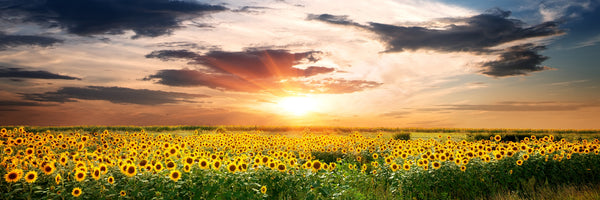 panoramic-aluminium-print-a-field-of-sunflowers-panorama