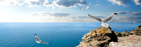 panoramic-3-piece-aluminium-print-the-seagulls-and-the-sea-panorama