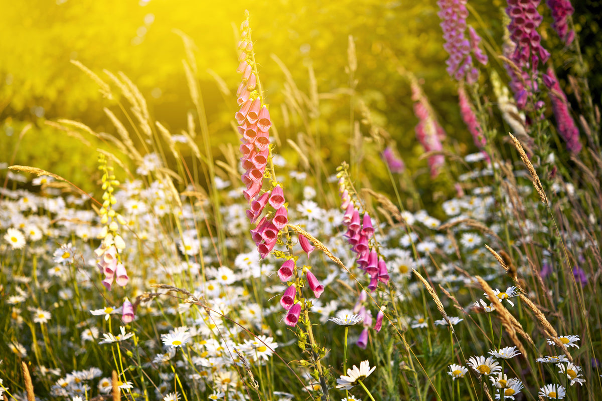 acrylic-print-summer-flower-meadow