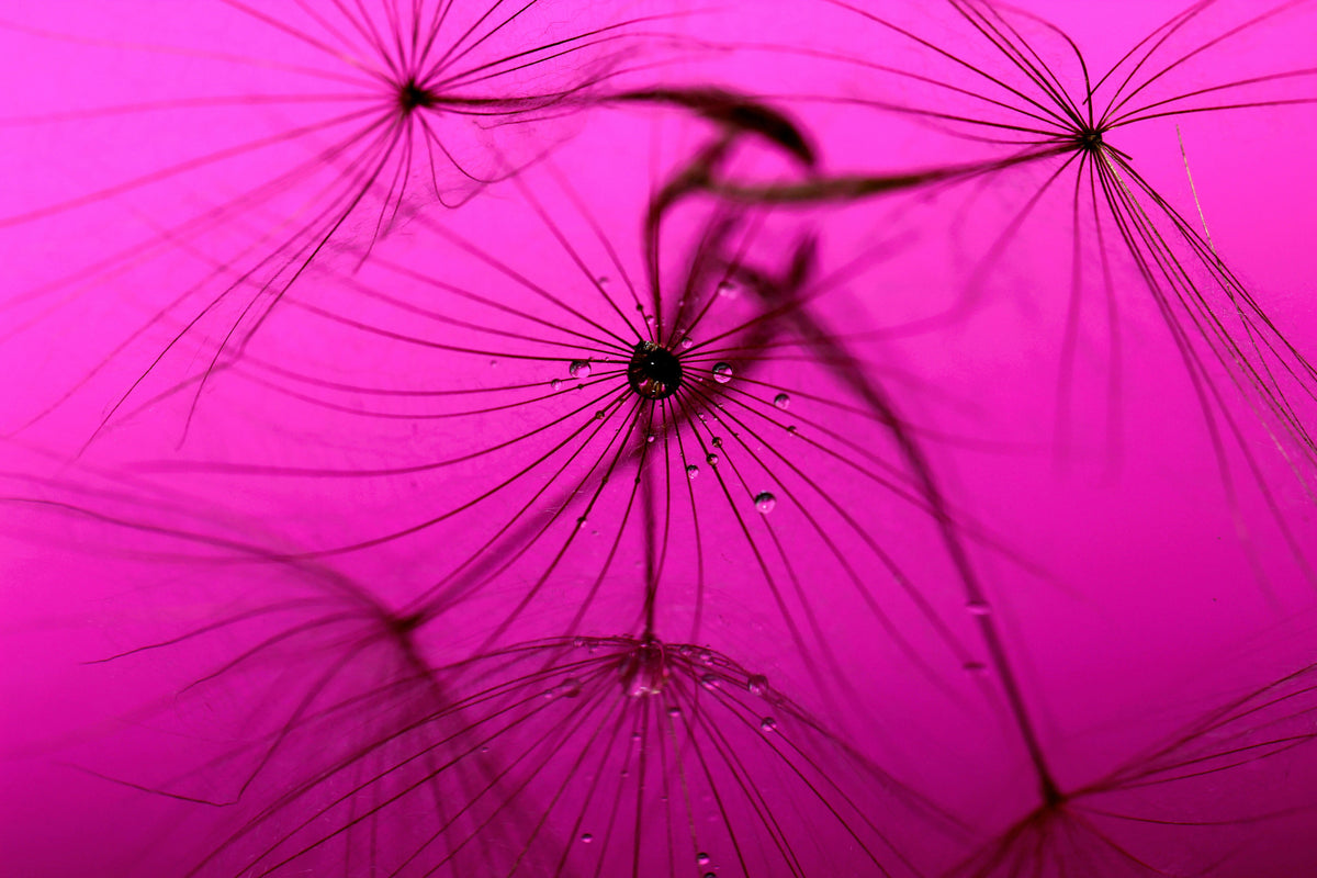 framedposter-print-dandelion-in-pink