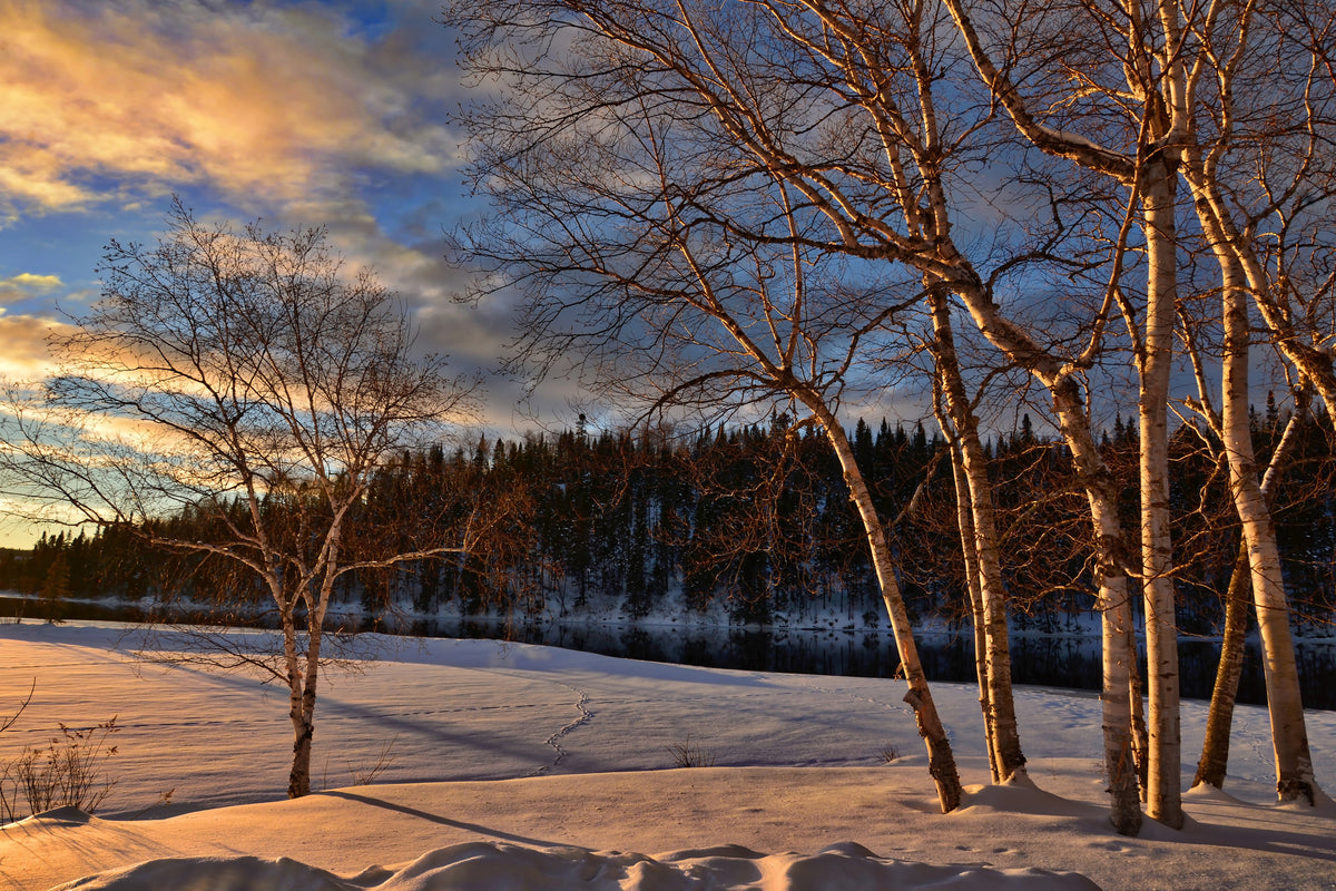 aluminium-print-birches-in-the-winter