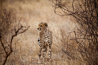 poster-print-elegant-cheetah