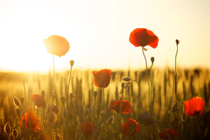 3-piece-acrylic-print-poppy-in-the-sunset