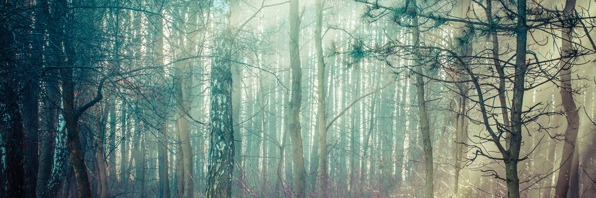 panoramic-acrylic-print-pinewood-panorama