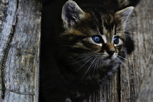 aluminium-print-cats-child