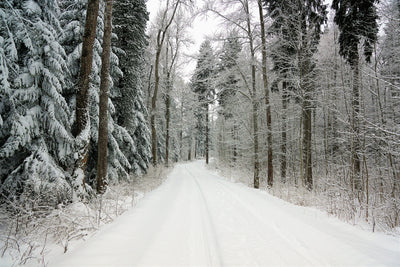 poster-print-snow-in-the-forest