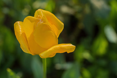 poster-print-yellow-tulip-xl