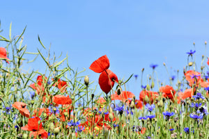 3-piece-acrylic-print-the-poppy-in-the-flower-meadow