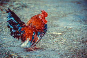 acrylic-print-proud-cock