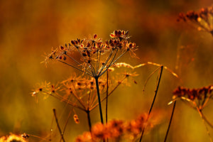 acrylic-print-seeds