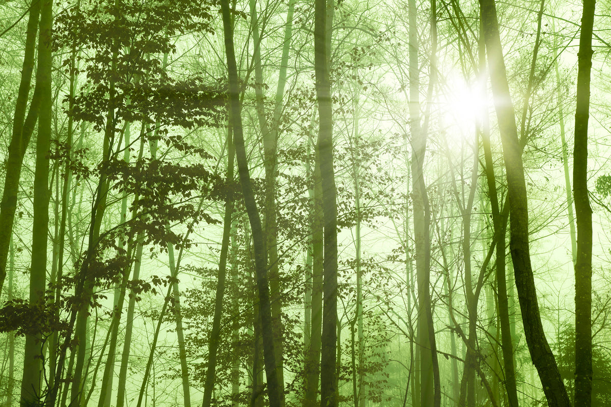 modern-3-piece-canvas-print-nibelungen-forest