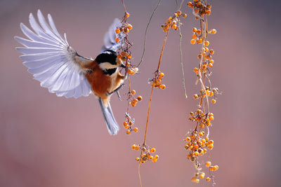 poster-print-bird-in-action