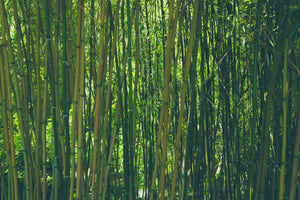 modern-3-piece-canvas-print-in-the-middle-of-the-bamboo